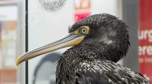 Allemagne : ce cormoran blessé qui toque à la porte des urgences pour être secouru