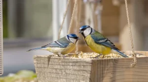 C’est à ce moment précis qu’il faut arrêter de nourrir les oiseaux, préviennent les passionnés