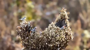 Cette plante “banale” attire plus d’oiseaux que toutes les mangeoires réunies : invitez-la enfin dans votre jardin