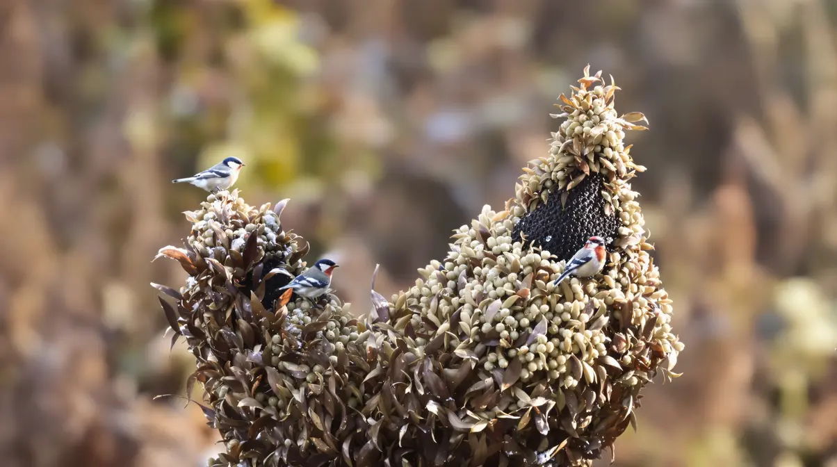 Cette plante “banale” attire plus d’oiseaux que toutes les mangeoires réunies : invitez-la enfin dans votre jardin Cette plante “banale” attire plus d’oiseaux que toutes les mangeoires réunies : invitez-la enfin dans votre jardin