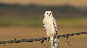 Incroyable chasseur, ce rapace a conquis toute la France en 15 ans : c'est quoi, l'élanion blanc ?