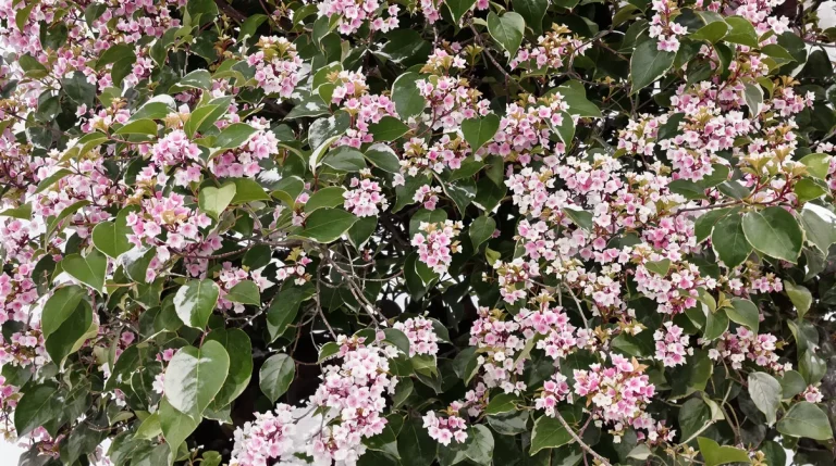 Jardiniers : cette vivace d’ombre méconnue illumine l’hiver, nourrit les abeilles et étouffe les mauvaises herbes Jardiniers : cette vivace d’ombre méconnue illumine l’hiver, nourrit les abeilles et étouffe les mauvaises herbes