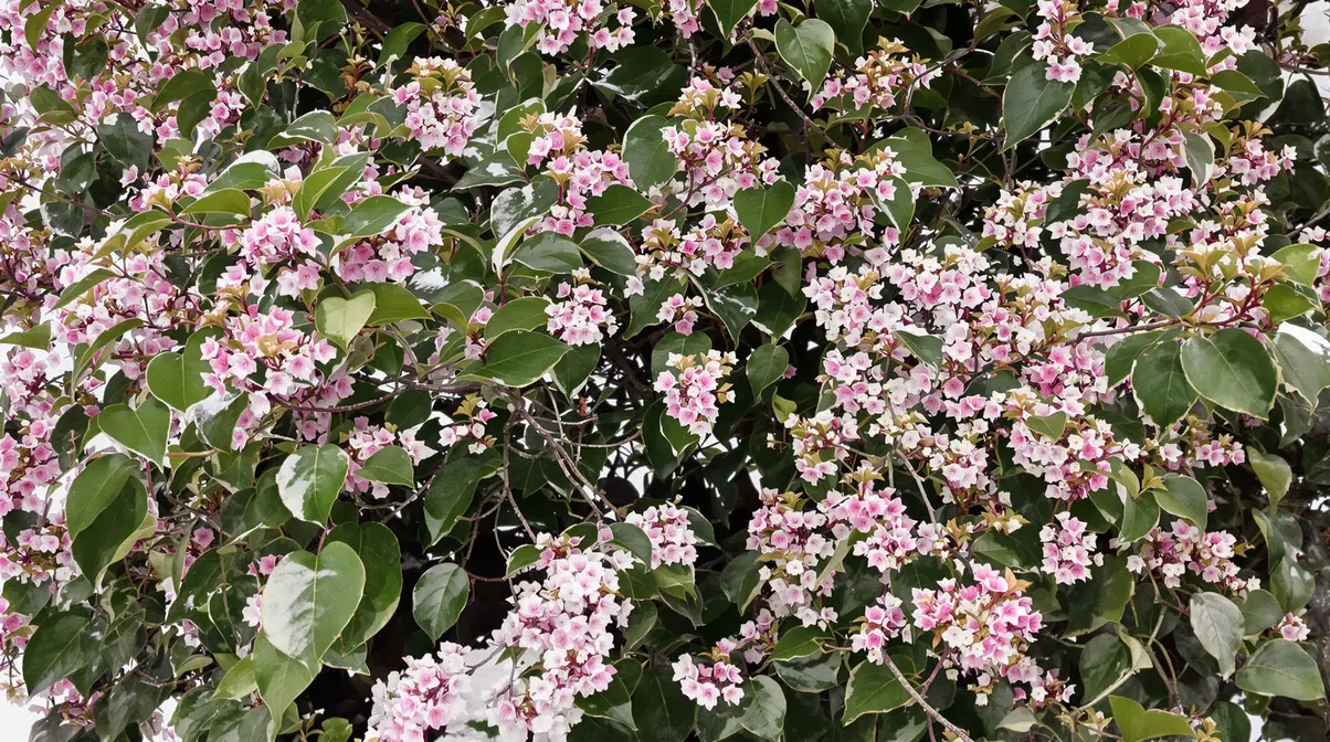 Jardiniers : cette vivace d’ombre méconnue illumine l’hiver, nourrit les abeilles et étouffe les mauvaises herbes Jardiniers : cette vivace d’ombre méconnue illumine l’hiver, nourrit les abeilles et étouffe les mauvaises herbes