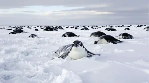 «Le virus s’est complètement propagé» : la grippe aviaire menace désormais toute la faune de l’Antarctique