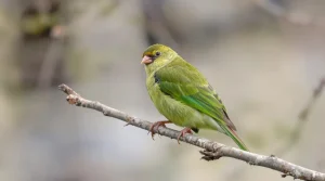 Perruches vertes : d’où viennent ces oiseaux exotiques qui ont colonisé Paris et toute l’Île-de-France ?