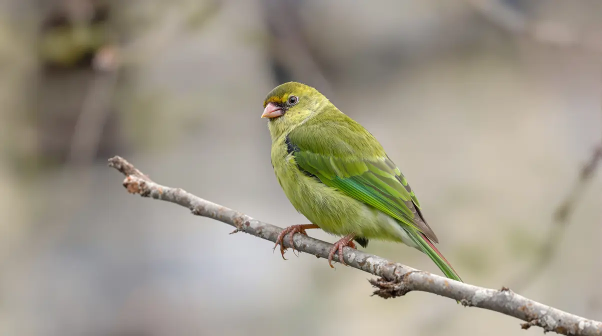 Perruches vertes : d'où viennent ces oiseaux exotiques qui ont colonisé Paris et toute l'Île-de-France ? Perruches vertes : d'où viennent ces oiseaux exotiques qui ont colonisé Paris et toute l'Île-de-France ?