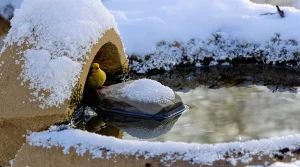 Peu y pensent en hiver : ce détail essentiel pour vraiment protéger les mésanges au jardin