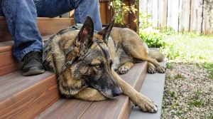 Pour ne pas être séparé du Malinois de mission, ce maître-chien l’adopte et lui offre une retraite dorée