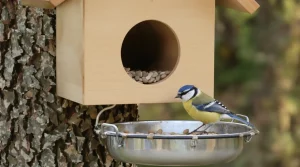 Pourquoi les mésanges désertent nos jardins pourtant « parfaits » sans prévenir ?
