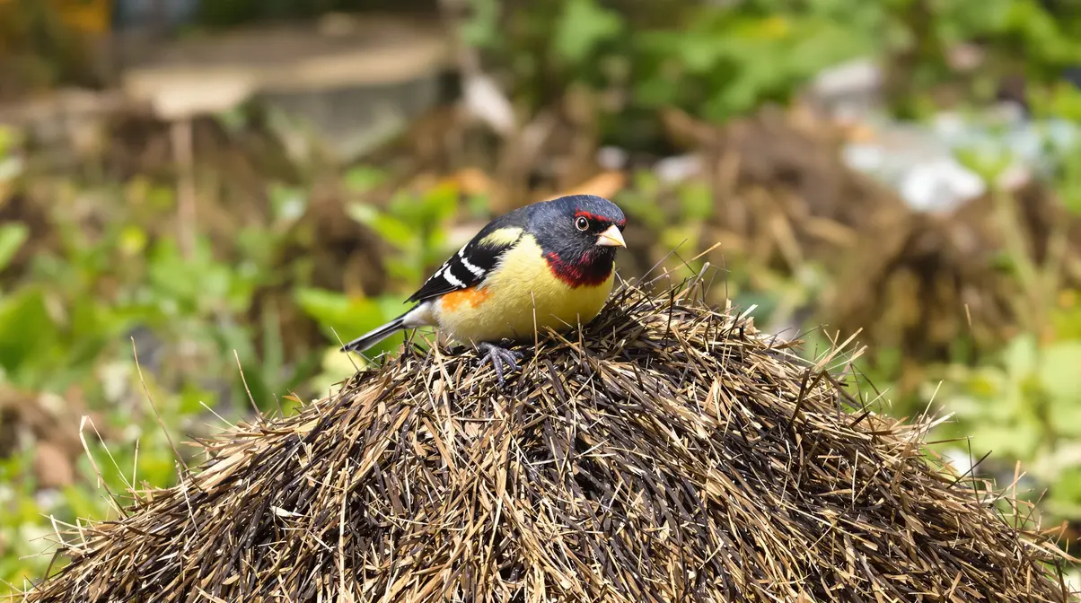 Quelle est la vraie signification de la présence du chardonneret élégant dans mon jardin ? Quelle est la vraie signification de la présence du chardonneret élégant dans mon jardin ?