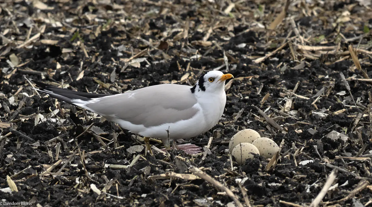 Reproduction des oiseaux en bord de Loire : périodes sensibles et enjeux cachés de préservation Reproduction des oiseaux en bord de Loire : périodes sensibles et enjeux cachés de préservation