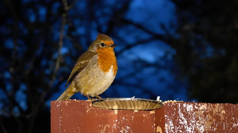 Rouges-gorges au jardin : ce soir, mettez dehors cet aliment de base à 3 centimes, que la plupart des jardiniers oublient Rouges-gorges au jardin : ce soir, mettez dehors cet aliment de base à 3 centimes, que la plupart des jardiniers oublient