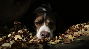 Un chien conduit sa maîtresse jusqu'à une cage rose abandonnée dans les bois et y sauve quatre vies