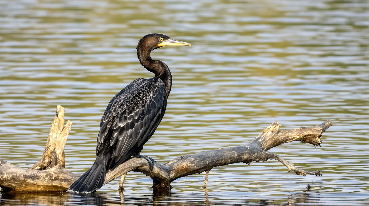 Vosges. « Les cormorans ne sont pas une menace pour les pêcheurs », affirme Claude Maurice de l’association Oiseaux nature Vosges. « Les cormorans ne sont pas une menace pour les pêcheurs », affirme Claude Maurice de l’association Oiseaux nature