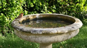 Ce bassin pour oiseaux remplace votre bain classique et métamorphose le jardin : erreurs à éviter avant de creuser