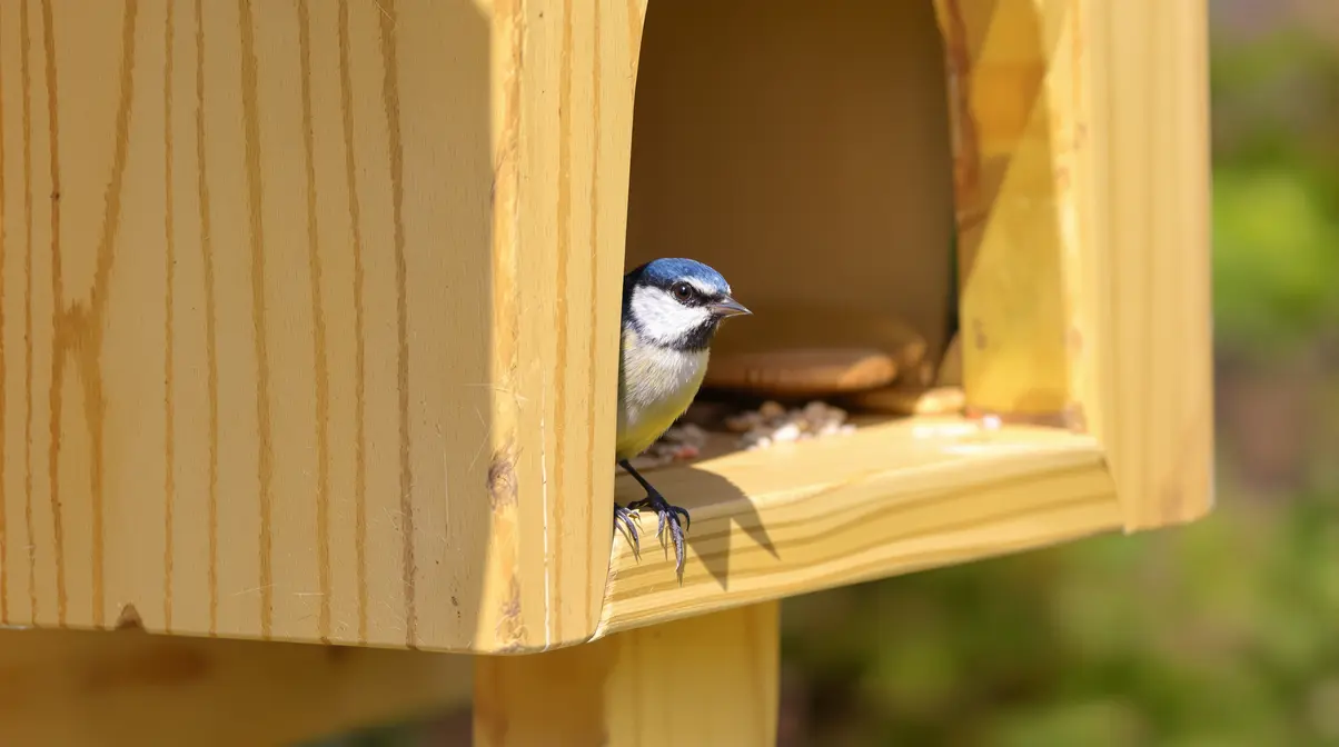 Ces erreurs ruinent l'installation des mésanges au jardin au moment crucial de la nidification Ces erreurs ruinent l'installation des mésanges au jardin au moment crucial de la nidification