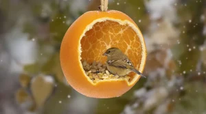 Cet agrume que vous jetez chaque matin peut devenir un refuge précieux pour les oiseaux du jardin cet hiver