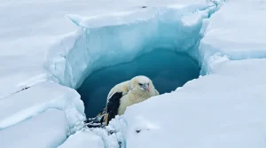Changement climatique : les manchots empereurs encore plus menacés et vulnérables pendant leur mue