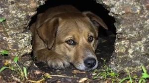 Coincée dans un terrier de blaireau lors d’une battue, une chienne de chasse sauvée in extremis