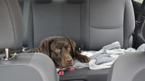 En voyant une chienne et ses 2 chiots sur la route, une automobiliste ressent un besoin irrésistible de faire demi-tour