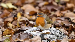 Espérance de vie du rouge-gorge : combien de temps vit vraiment cet oiseau familier ?