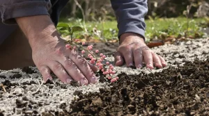 Et si votre plus beau projet du printemps était enfin une haie gourmande pour soutenir vraiment la biodiversité ?