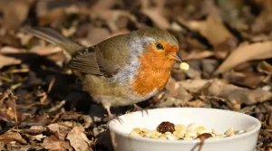 Que mange un rouge-gorge : découvrez enfin son véritable régime alimentaire
