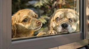 Relâché dans la forêt par ses maîtres, cet écureuil revient chaque matin jouer à la fenêtre avec sa meilleure amie chien