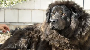 Salon de l'Agriculture : un Dogue du Tibet mayennais, déjà « champion de France », vise le Concours général
