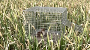 « Si on ne les avait pas protégés, il n’y aurait eu aucun jeune à l’envol » : comment la LPO veille sur la biodiversité en Indre-et-Loire