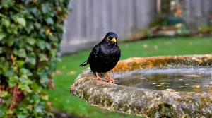 Voici ce que signifie vraiment la présence d’un merle dans votre jardin