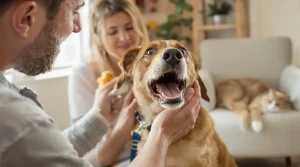 mon chien tousse comme s'il avait un truc coincé